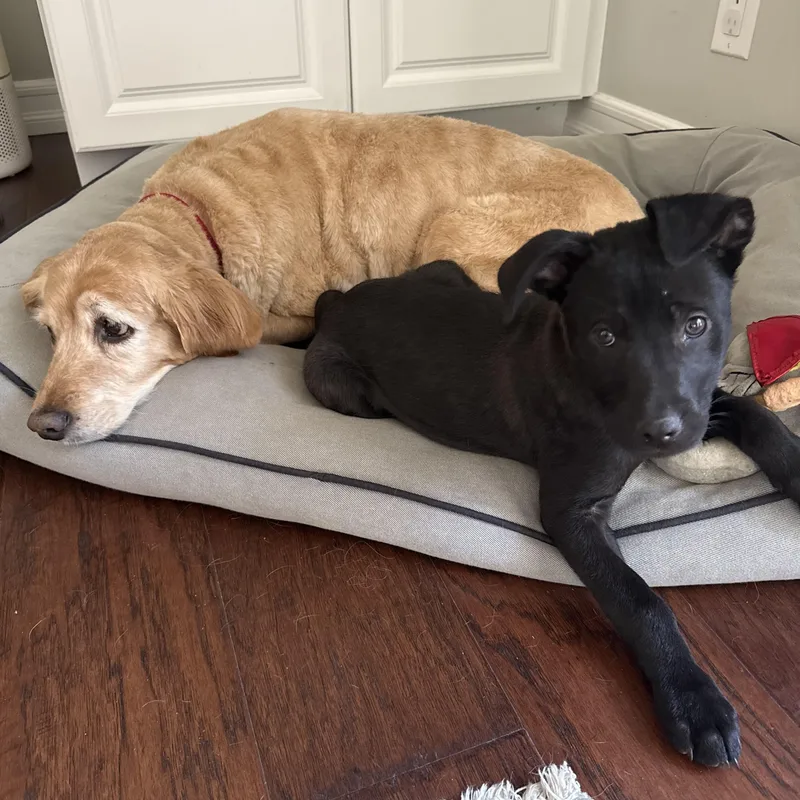 Elle~ Gorgeous Black Shepherd thumbnail 2