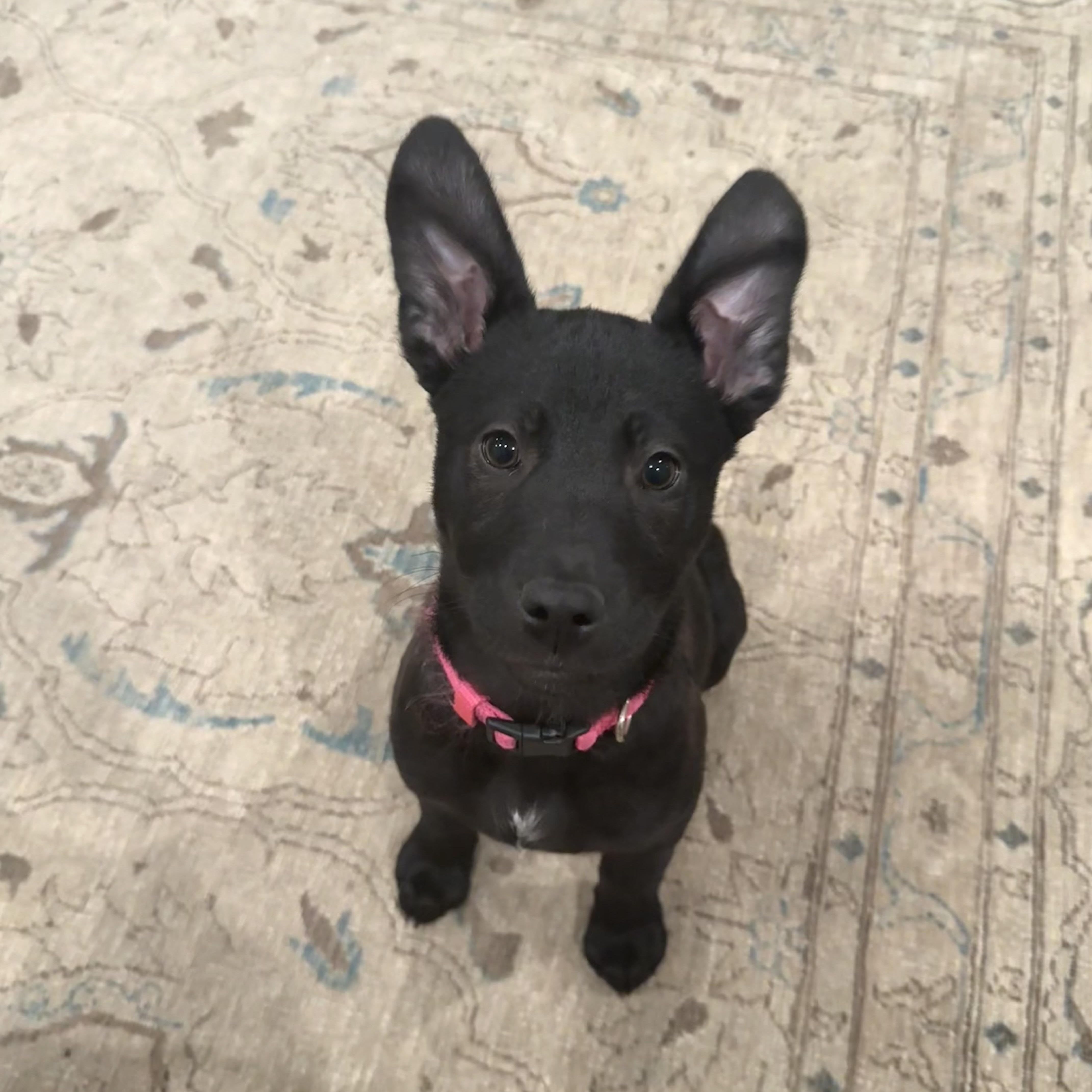 Elle~ Gorgeous Black Shepherd thumbnail 3