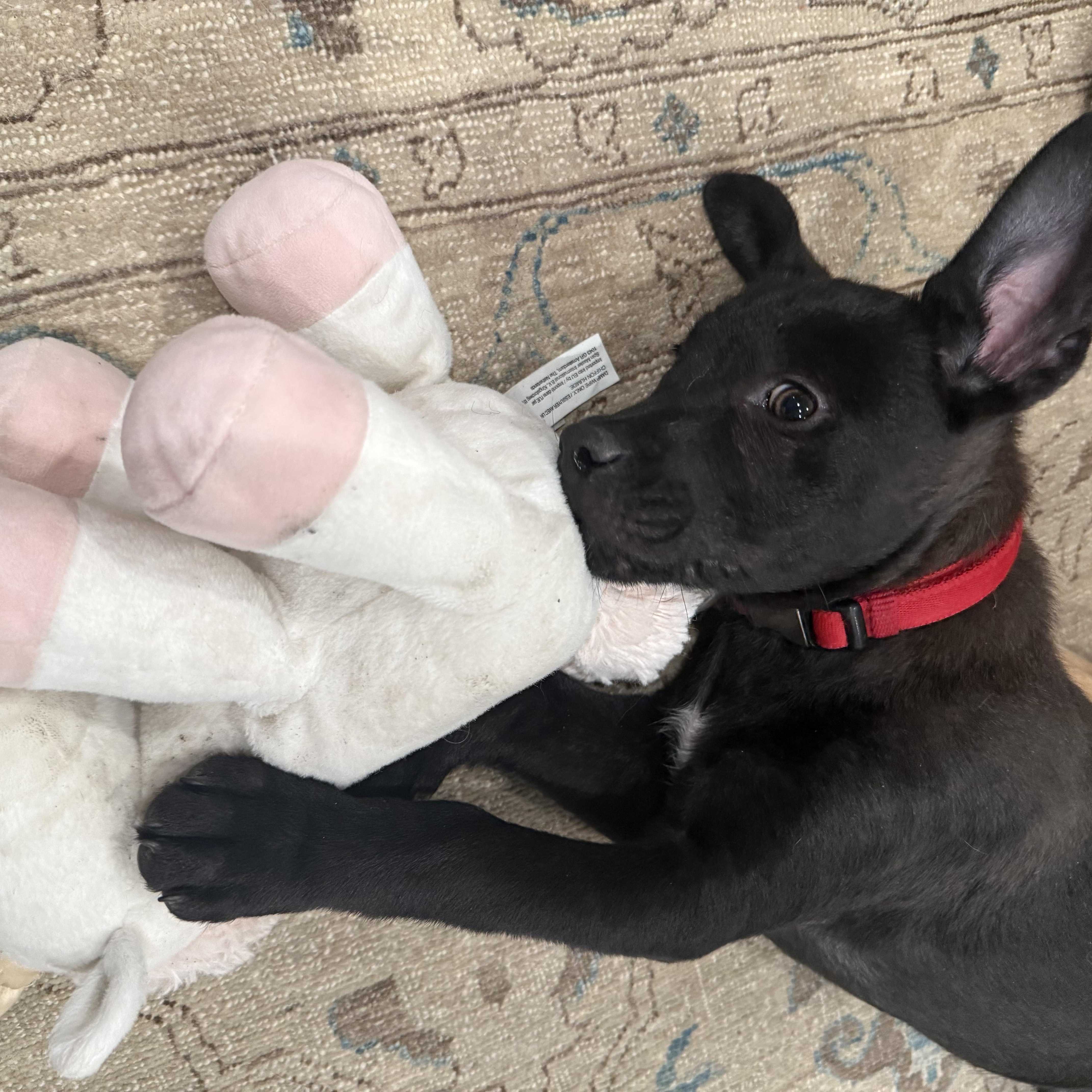 Elle~ Gorgeous Black Shepherd thumbnail 4