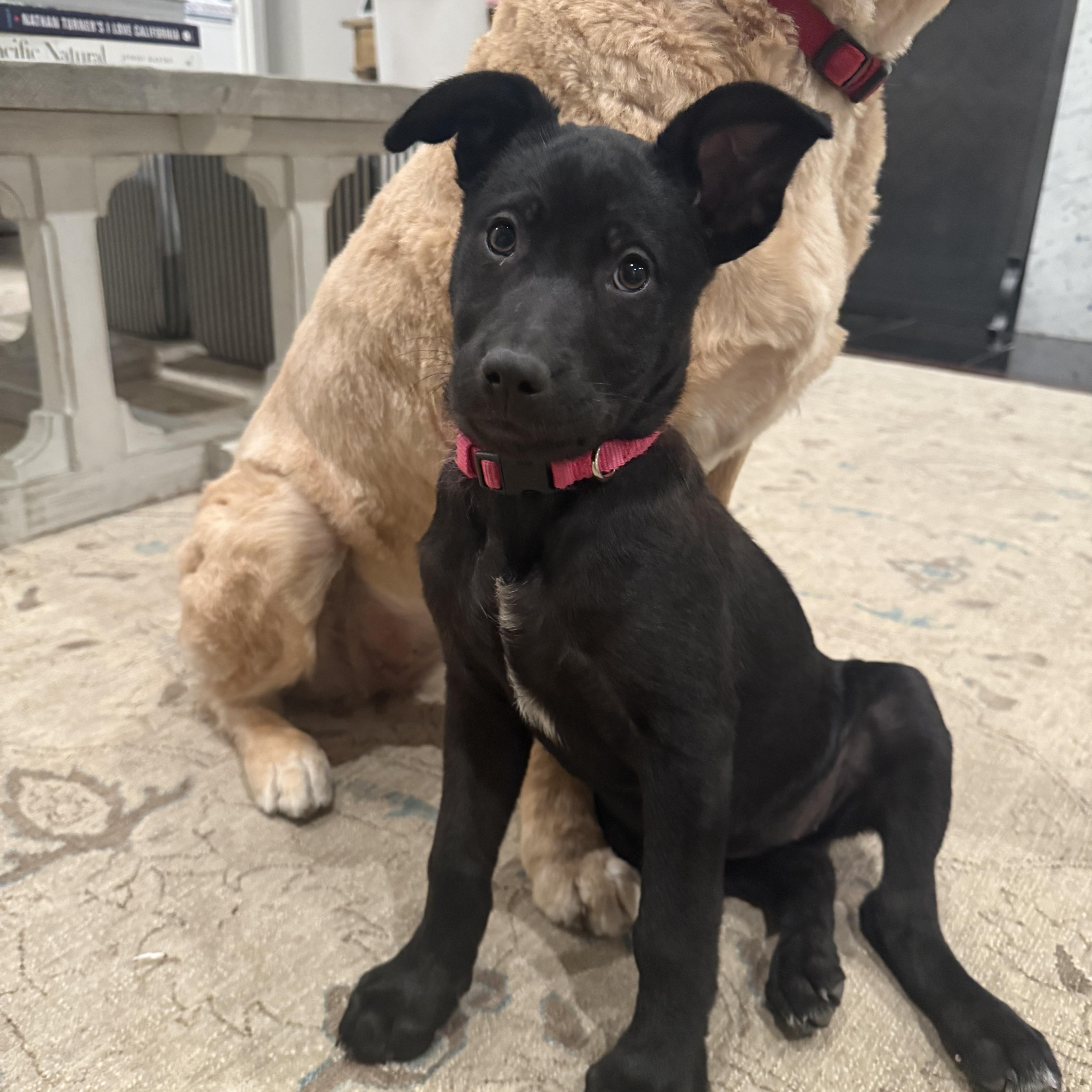 Elle~ Gorgeous Black Shepherd