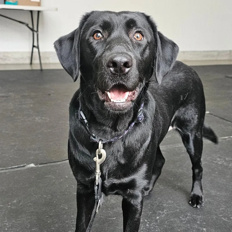 Shamrock thumbnail 2