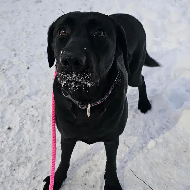 Shamrock thumbnail 3