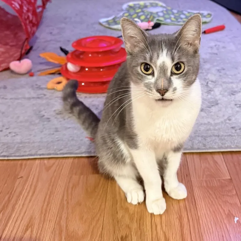 Felicity thumbnail 2