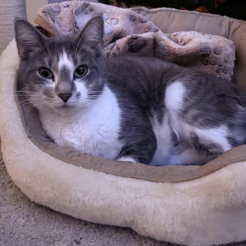 Felicity thumbnail 3