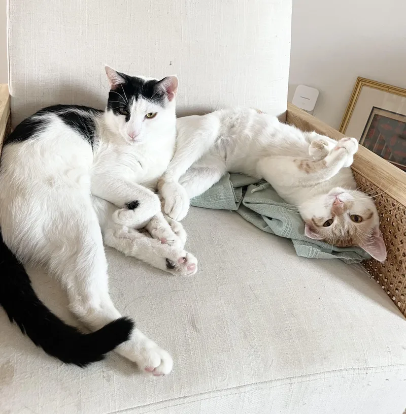 Linus & Albert thumbnail 2