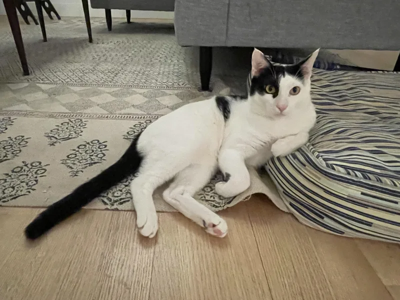 Linus & Albert thumbnail 4