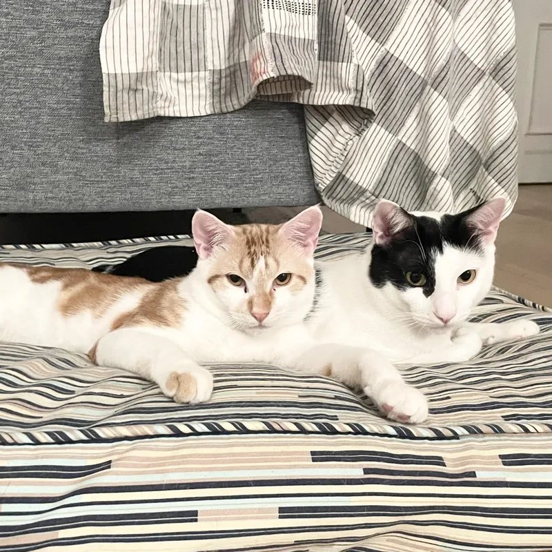 Linus & Albert thumbnail 5