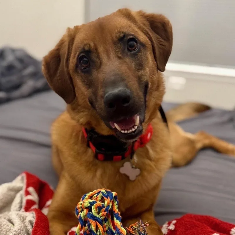 A young medium-sized male Brown / Chocolate Shepherd dog named Roux for adoption in Lemont, IL