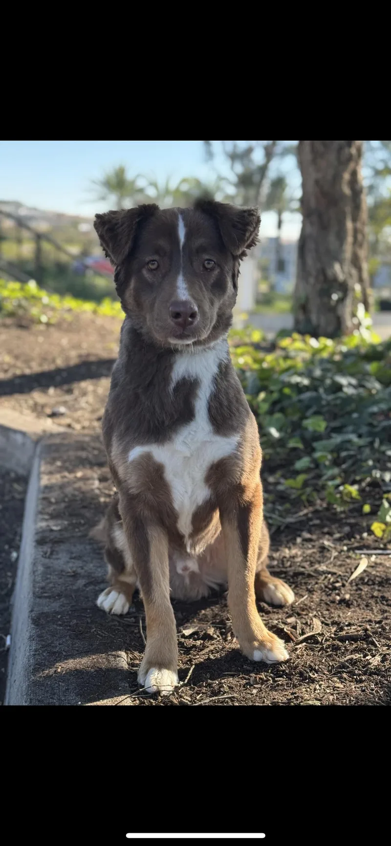 Periwinkle thumbnail 2