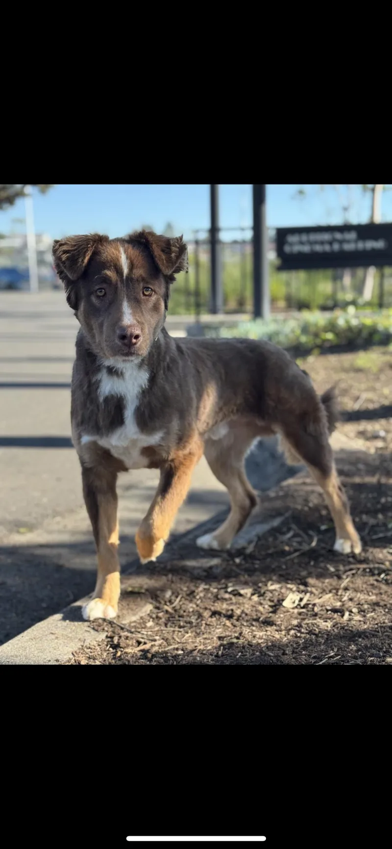 Periwinkle thumbnail 3