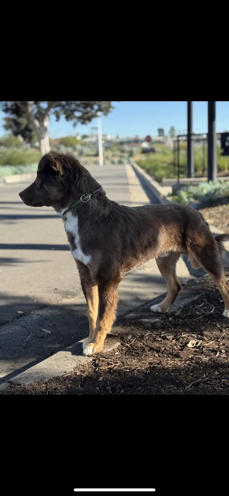 Periwinkle thumbnail 4