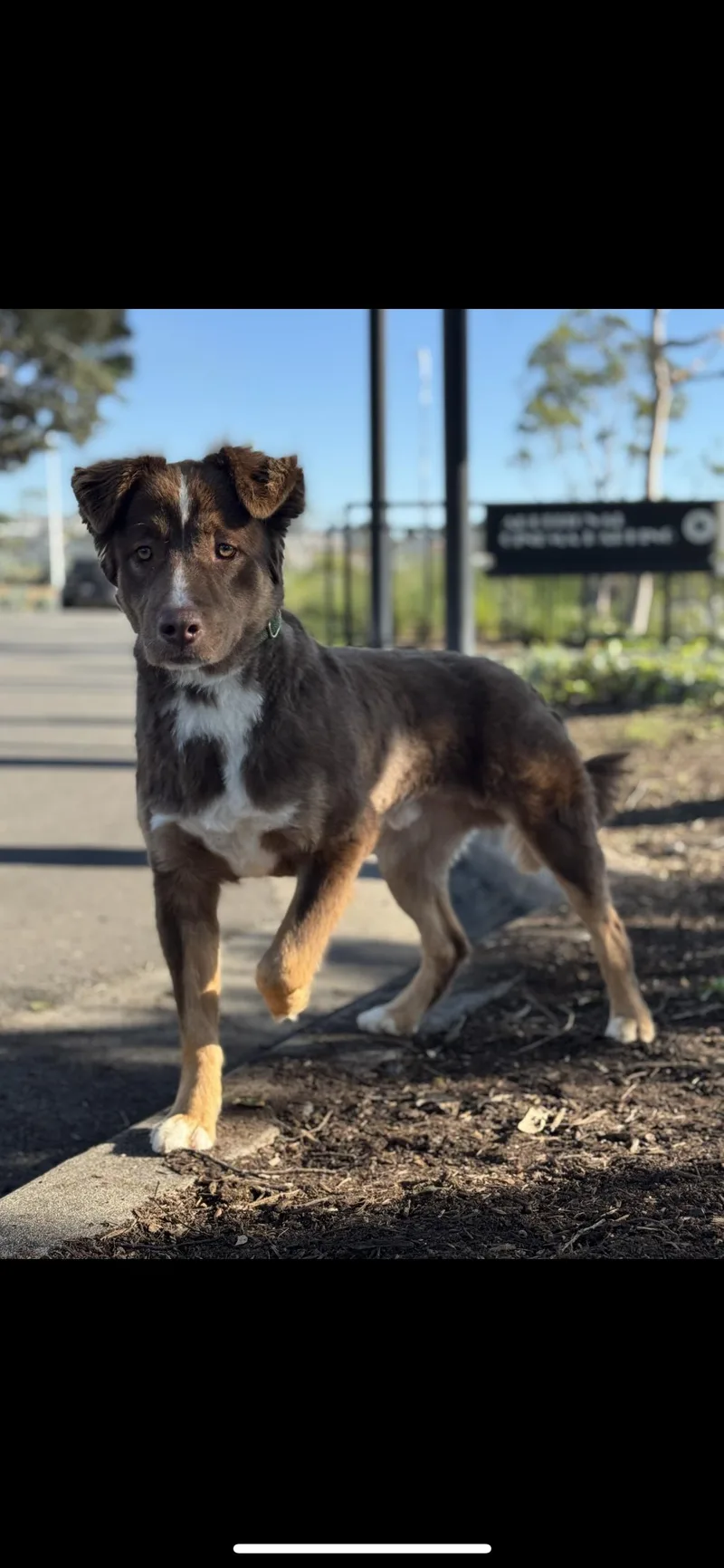 A young medium-sized male Brown / Chocolate Chesapeake Bay Retriever dog named Periwinkle for adoption in Hamden, CT