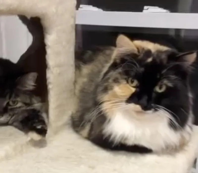 An adult large-sized female Calico Domestic Long Hair cat named Allura for adoption in Wells, ME