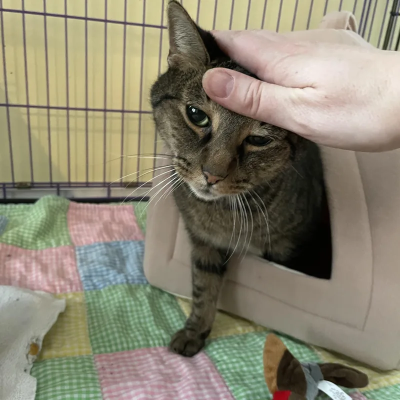 Andrea & Mr. Lucky thumbnail 2