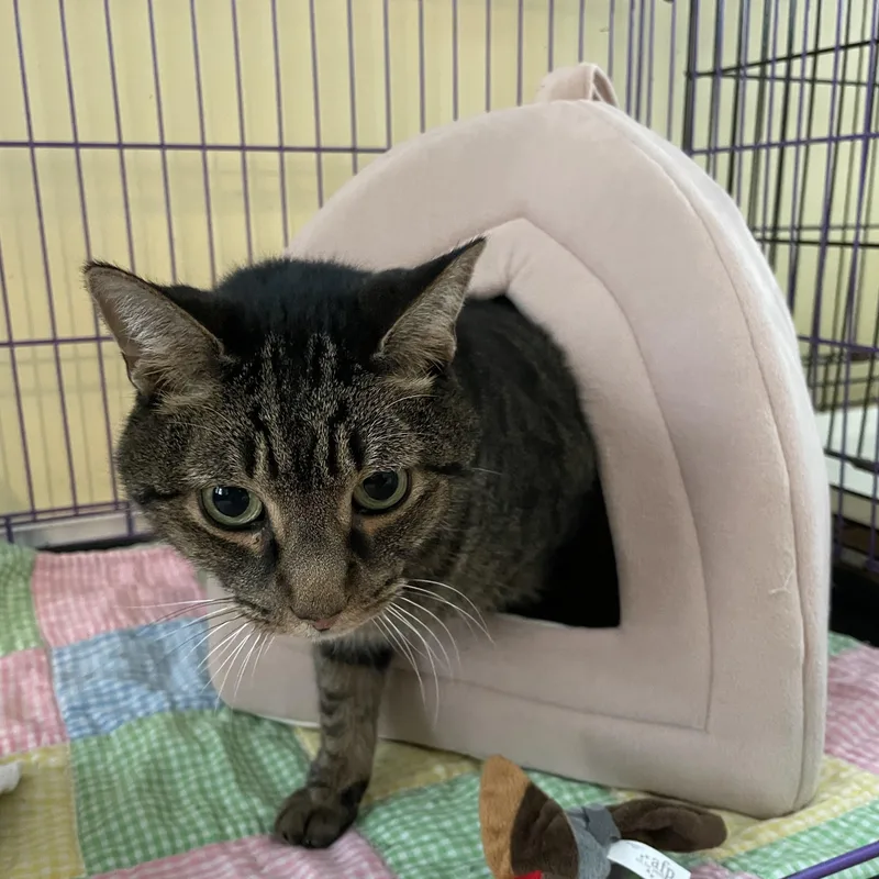 Andrea & Mr. Lucky thumbnail 3