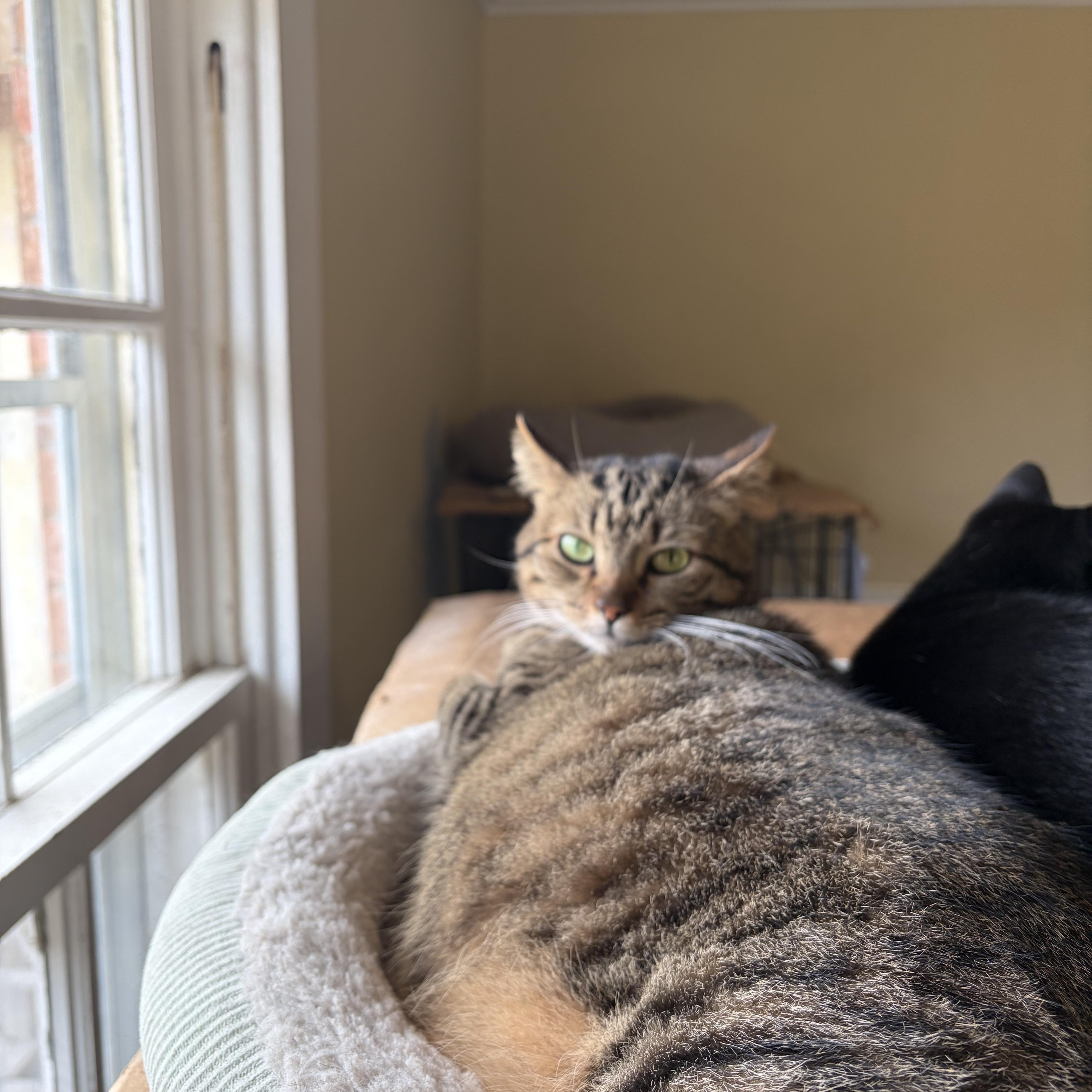 Bobbi Jean thumbnail 2