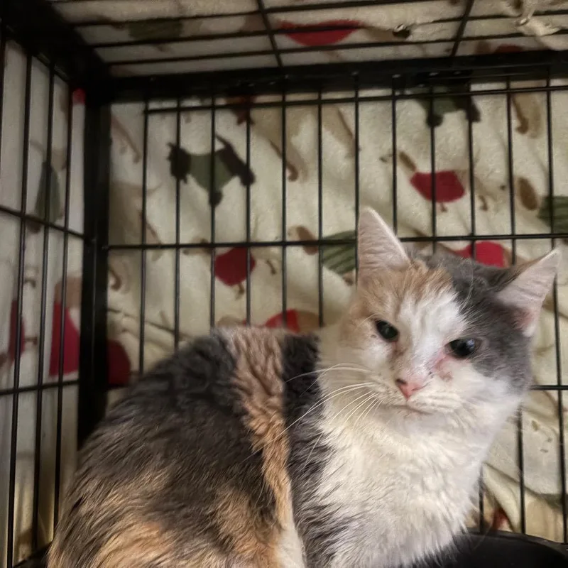 Sweet Treat thumbnail 2