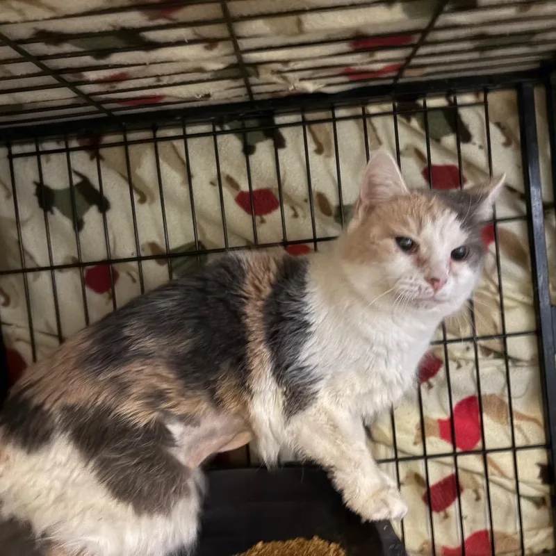 Sweet Treat thumbnail 4