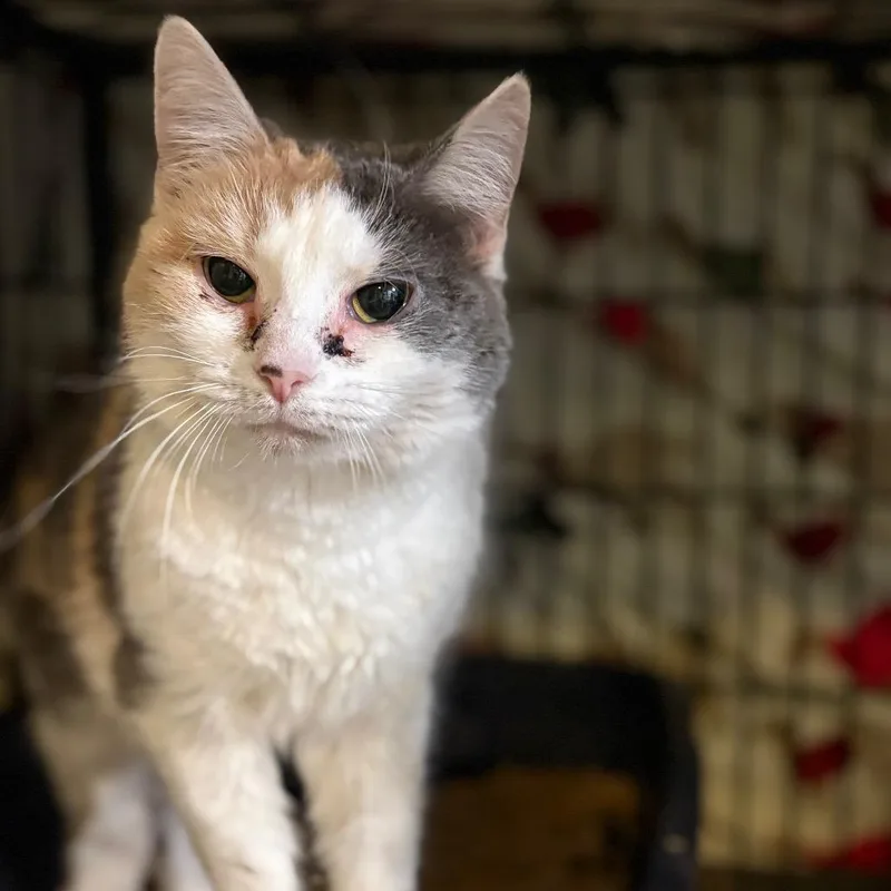 Sweet Treat thumbnail 5