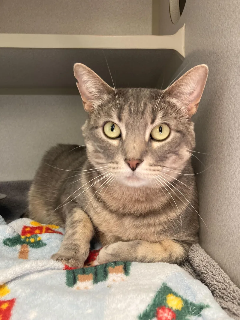 Feline Dion thumbnail 2