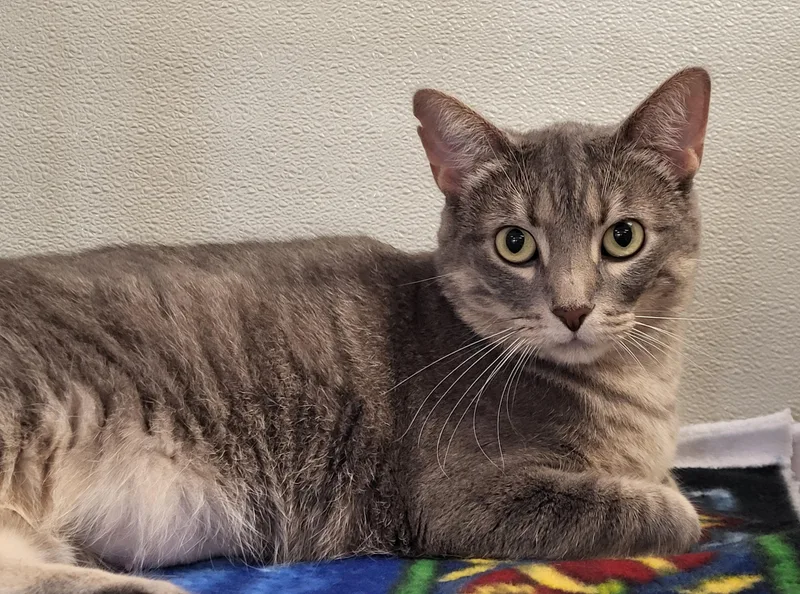 Feline Dion thumbnail 3