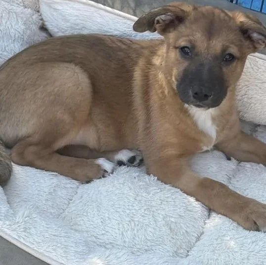 Mistletoe thumbnail 2