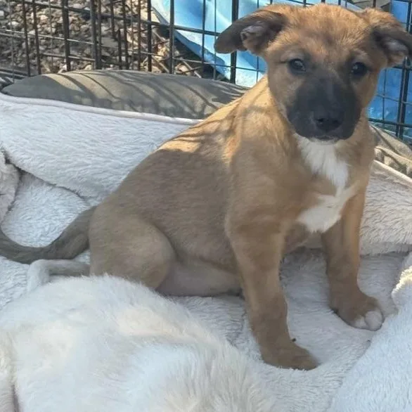 Mistletoe thumbnail 3