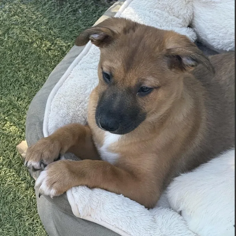 Mistletoe thumbnail 4