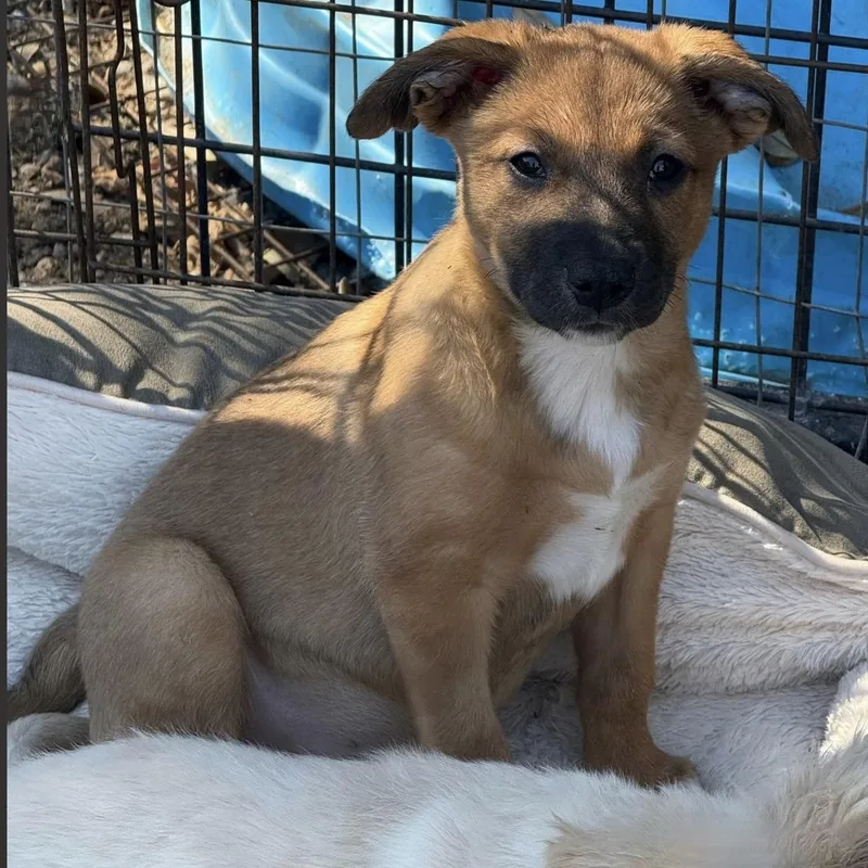 Mistletoe thumbnail 5