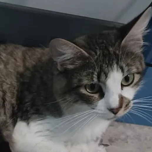 Tigerlily thumbnail 2