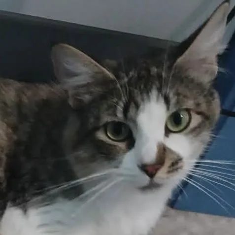 Tigerlily thumbnail 3