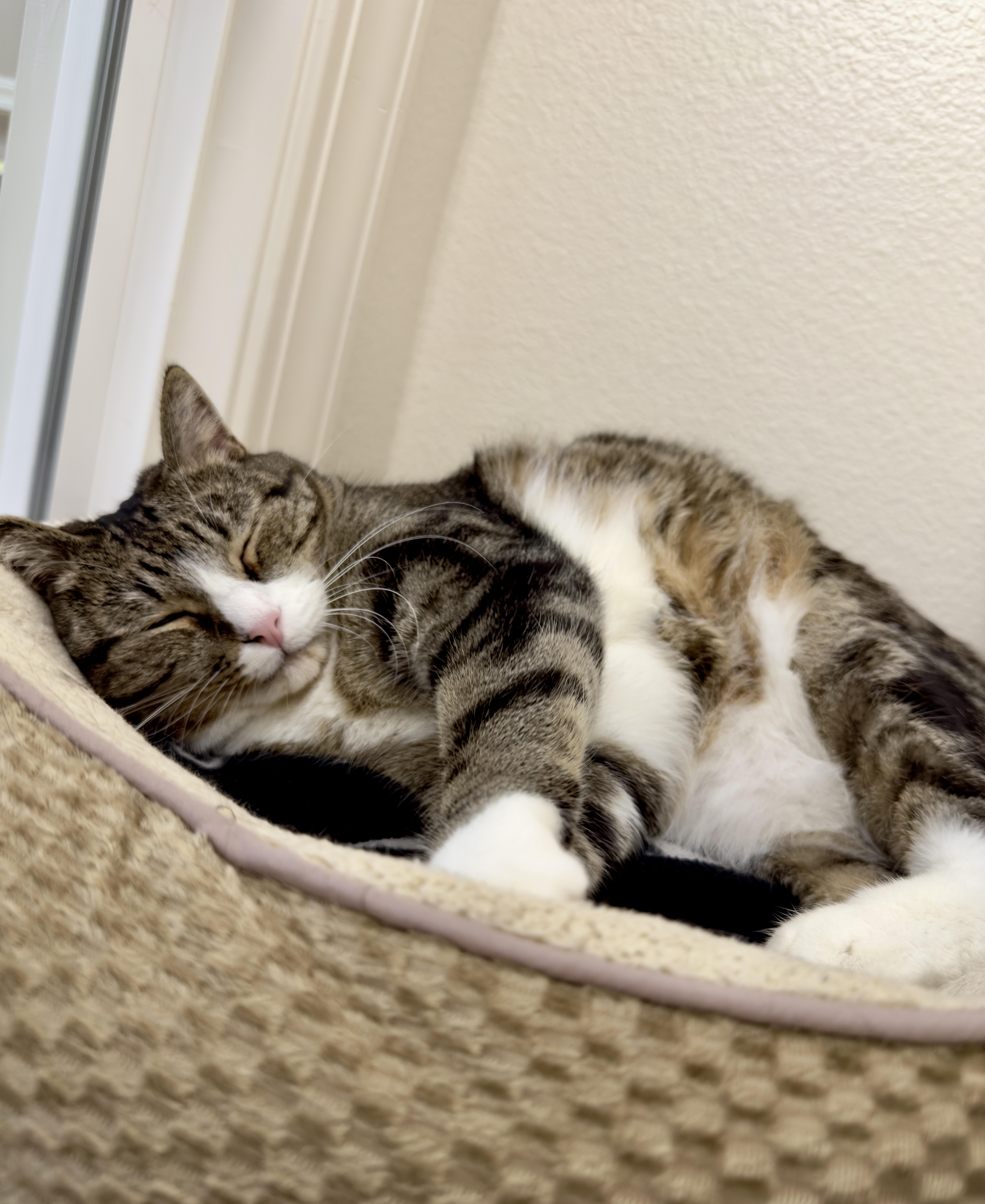 Squeaker thumbnail 3