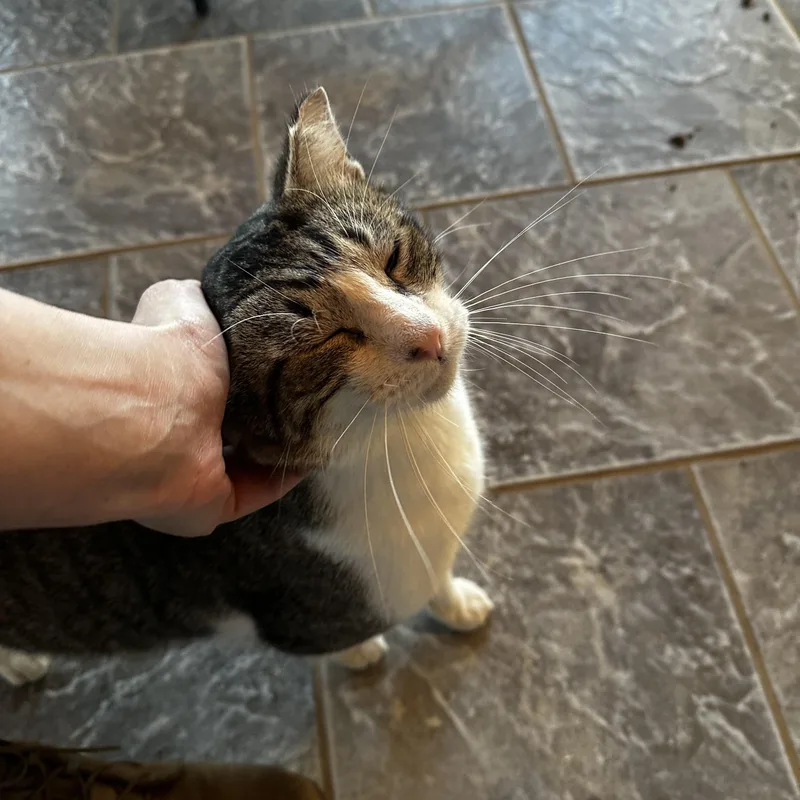 Mr. Friendly thumbnail 2