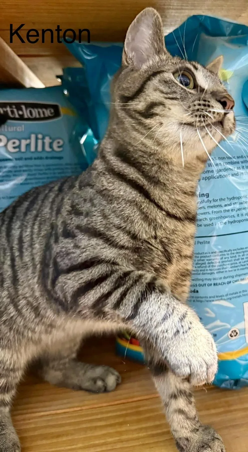 Kenton Playful Friendly thumbnail 2