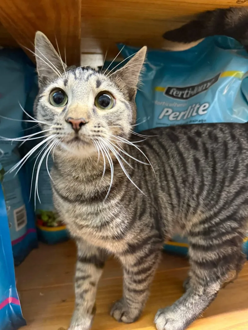 Kenton Playful Friendly thumbnail 3