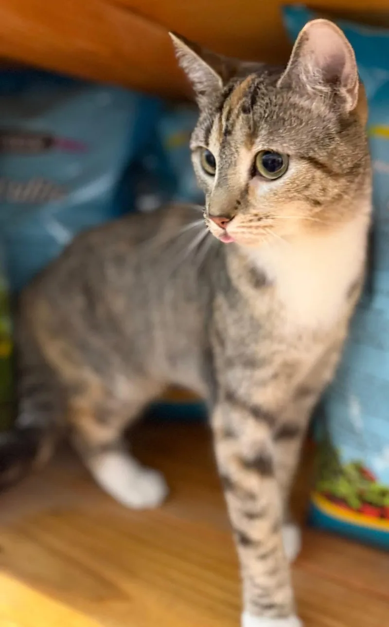 Kenton Playful Friendly thumbnail 4