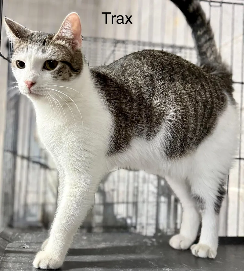 Trax