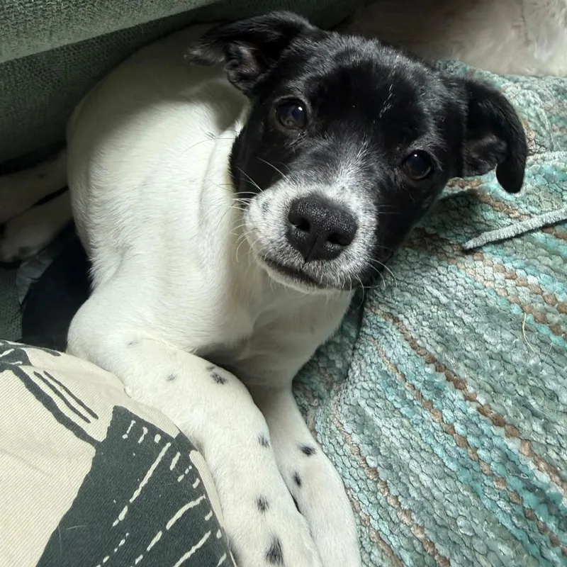 Olivetini thumbnail 2