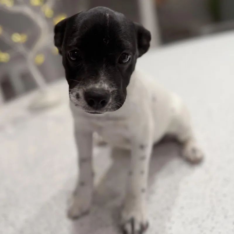 Olivetini thumbnail 3