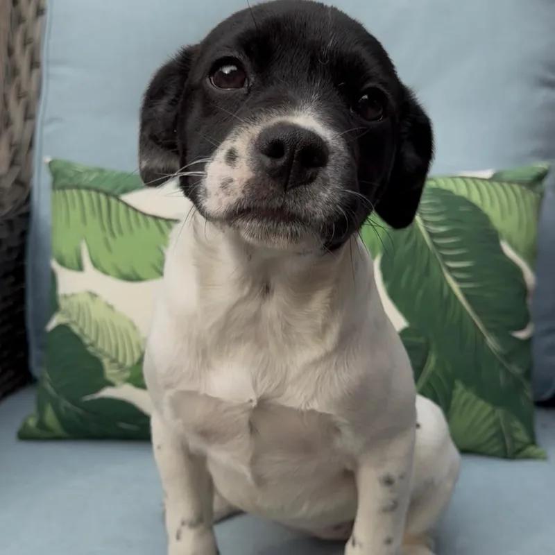 Olivetini thumbnail 4