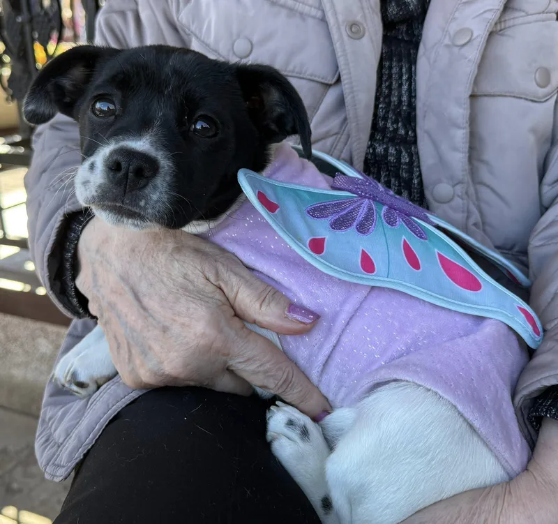 Olivetini thumbnail 5