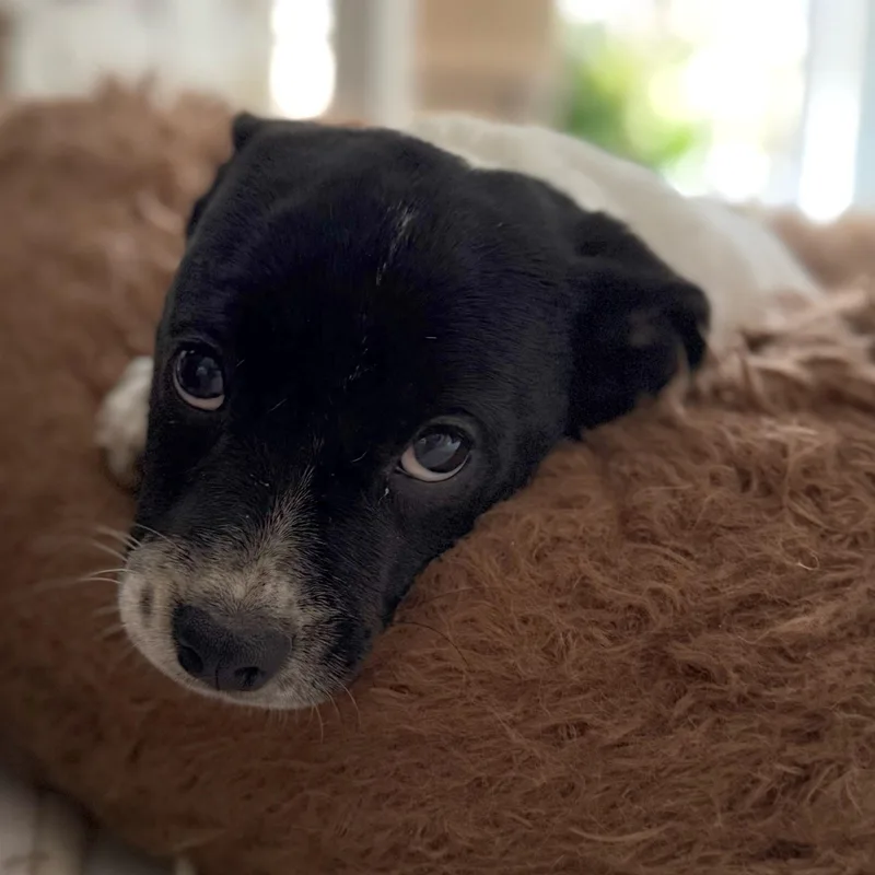 Olivetini thumbnail 6