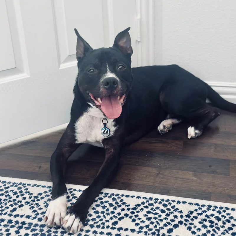 Petey The Sweetie thumbnail 2