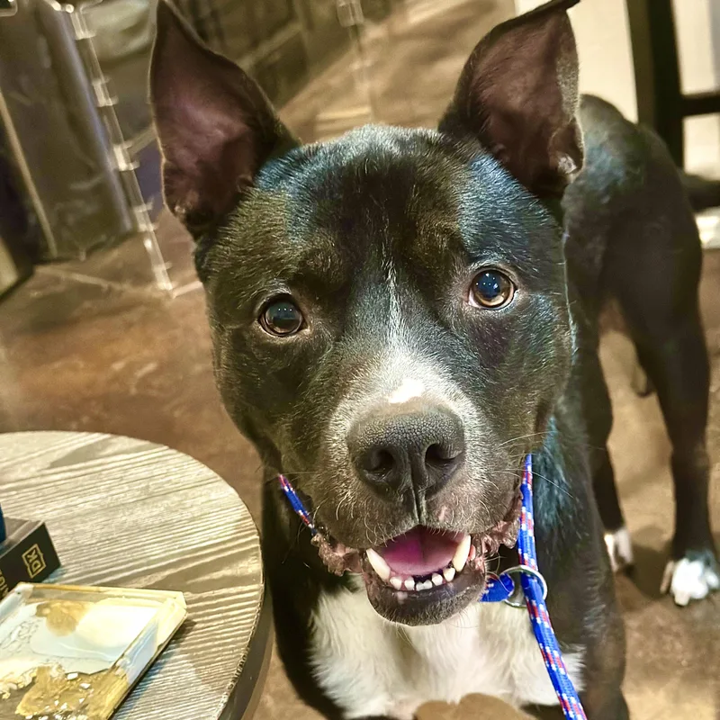 Petey The Sweetie thumbnail 3