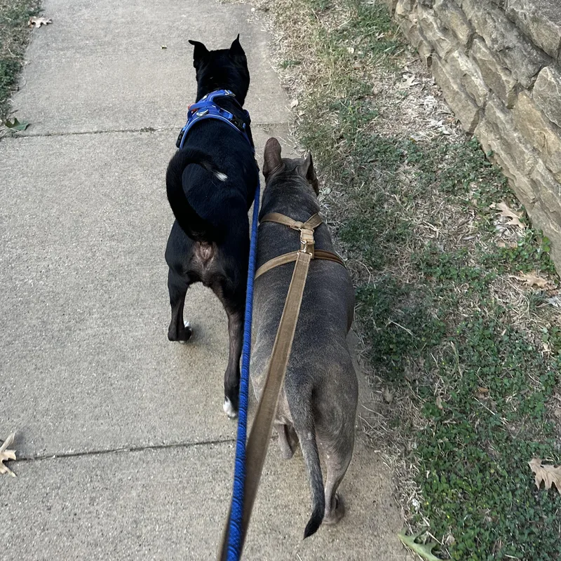 Petey The Sweetie thumbnail 4