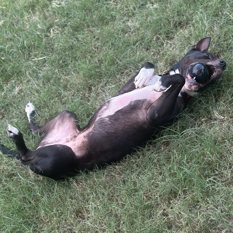 Petey The Sweetie thumbnail 5