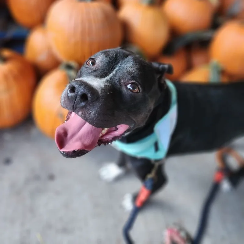 Petey The Sweetie thumbnail 6