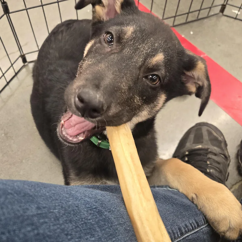 Green Collar thumbnail 2