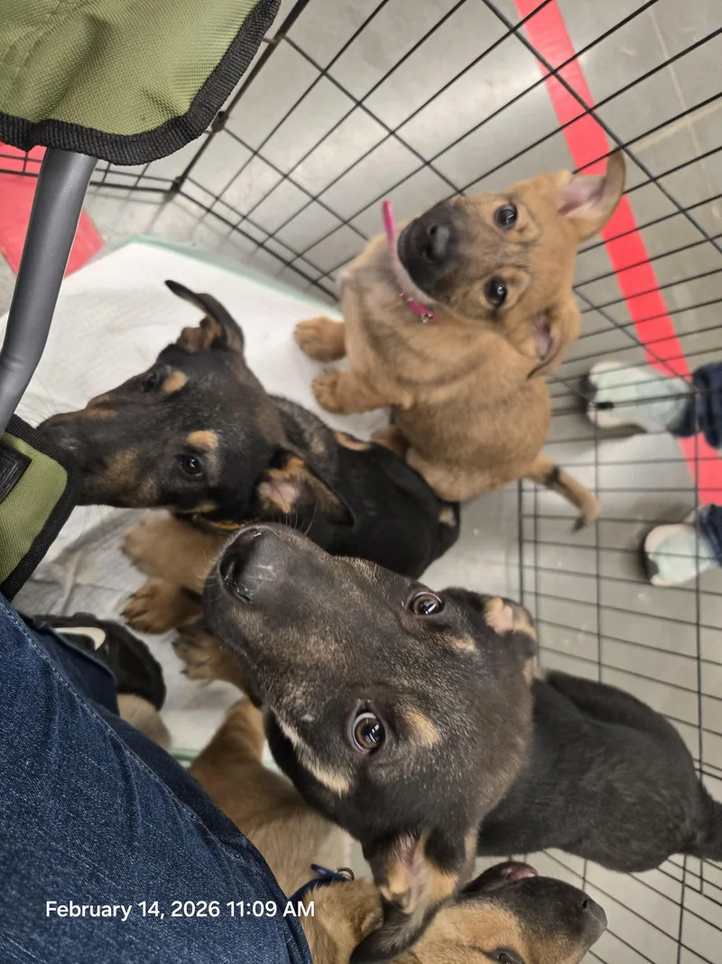 Green Collar thumbnail 3