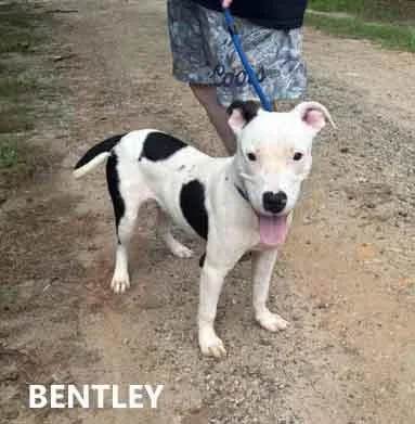 Bentley